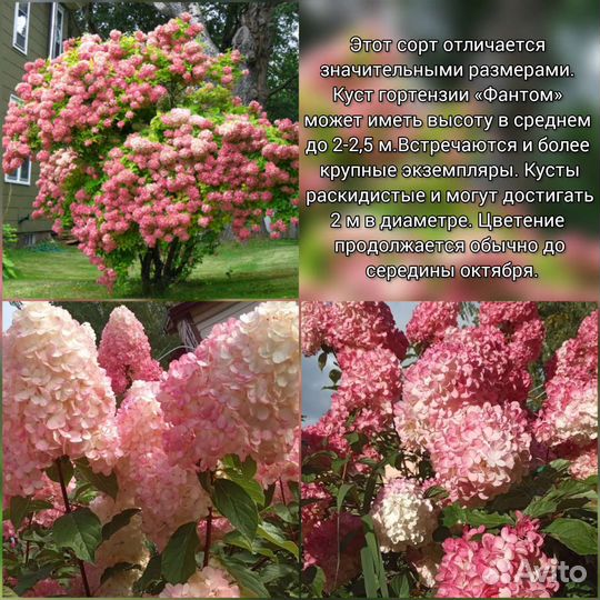 Гортензия 13 видов