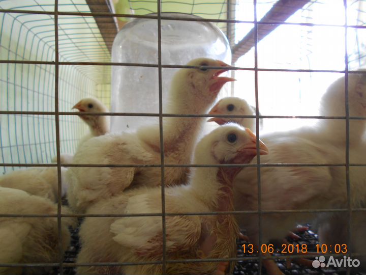 Цыплята росс-308