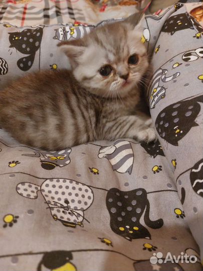 Британские котята