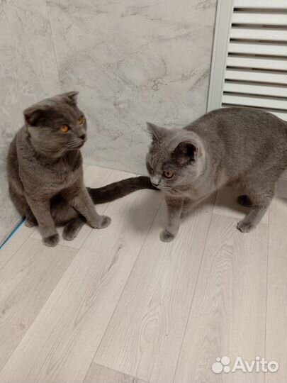 Кошки в добрые руки