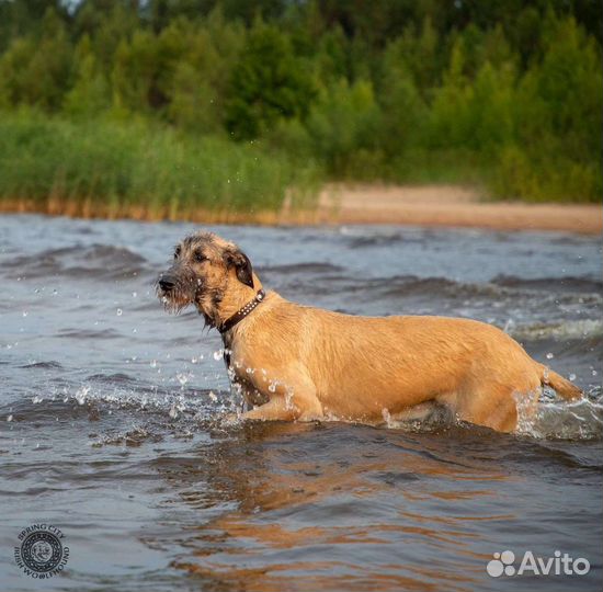 Ирландский волкодав (вольфхаунд)