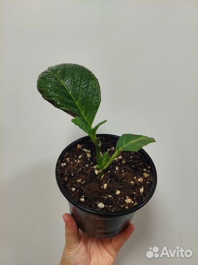 Гортензия крупнолистная Хай Торнадо