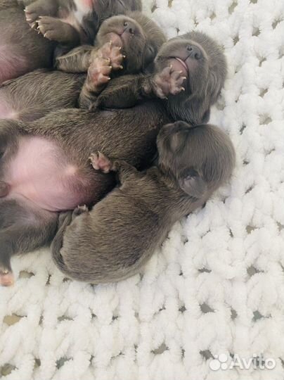 Девочки чихухуа микро и стандарт