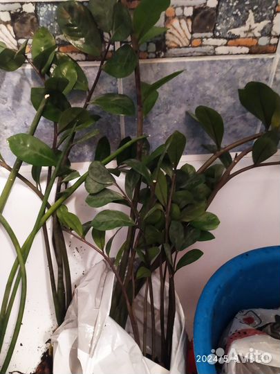 Замиокулькас