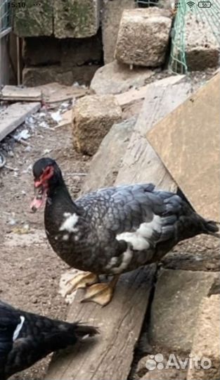 Индоутки мускусные тяжелые линии