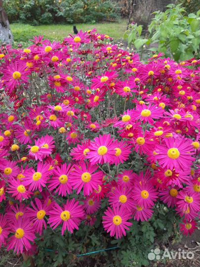 Хризантема