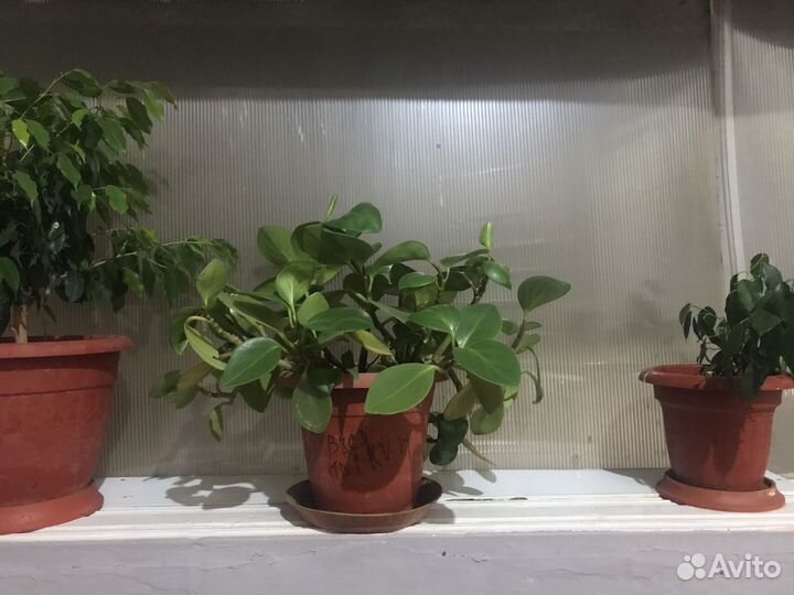 Домашние цветы