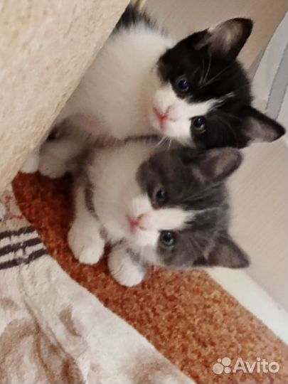 Кошка в дар бесплатно