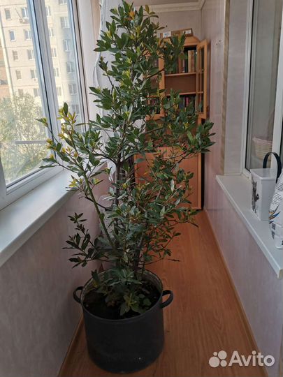 Лавровый куст