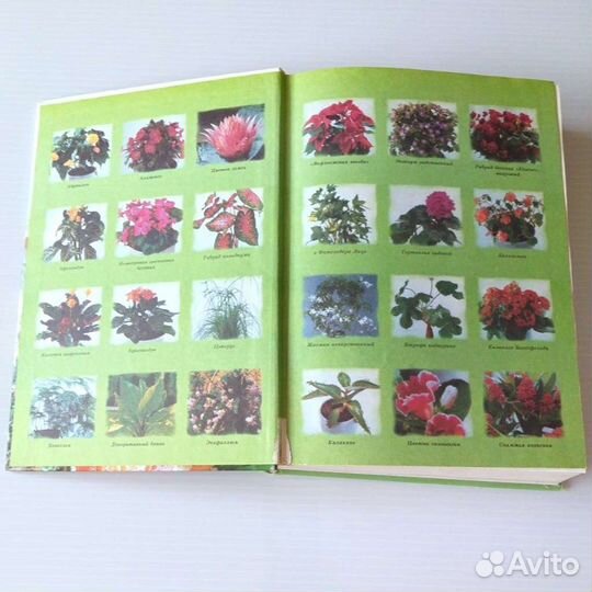 Энциклопедия комнатных растений. С. Быховец