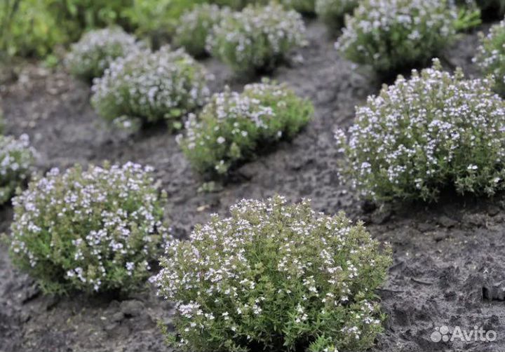 Тимьян (чабрец) обыкновенный