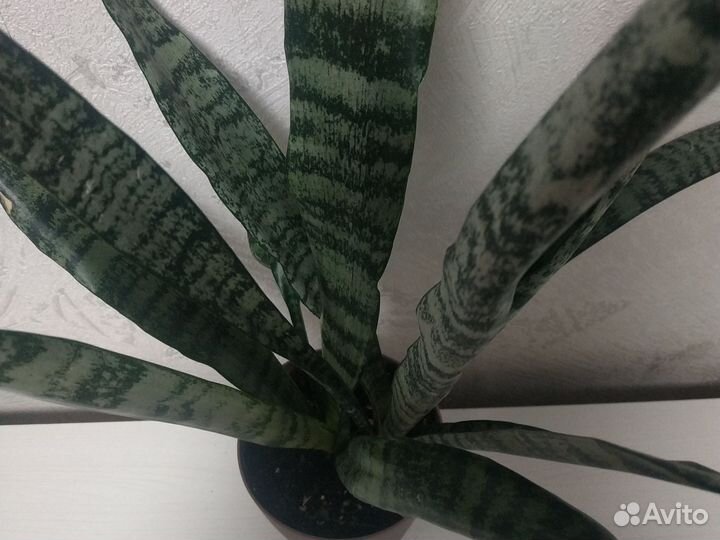 Сансевиерия