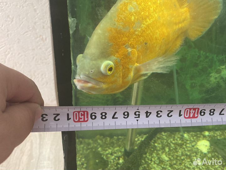 Аквариум с тумбой 360 л