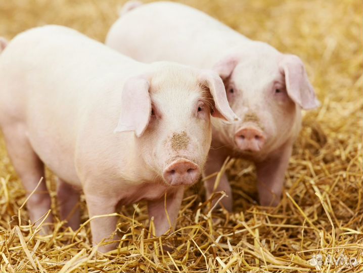 Семя хряков