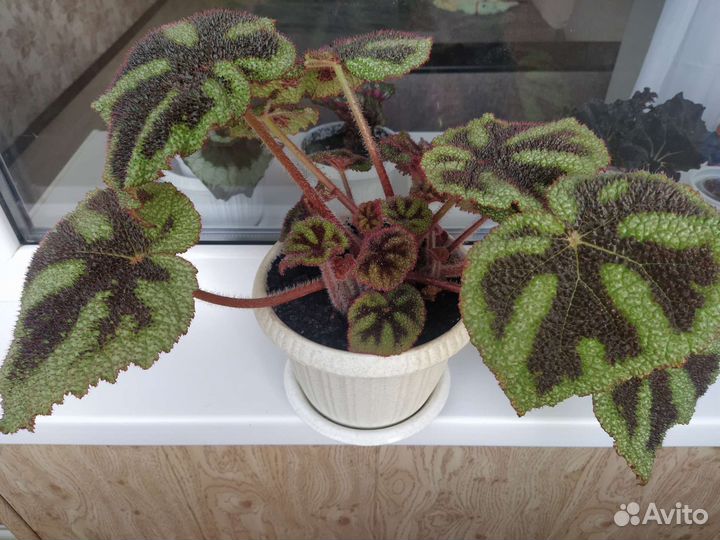 Бегония мэсона