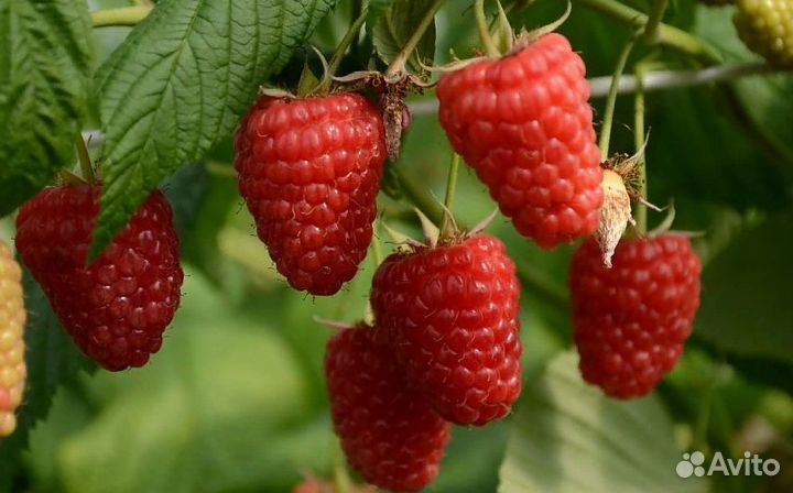 Малина Патриция,Желтый Гигант, Гусар, Оранжевое Чу