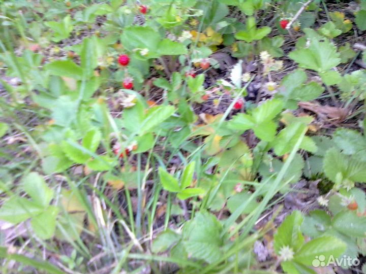 Навоз и перегной из экологически чистых мест