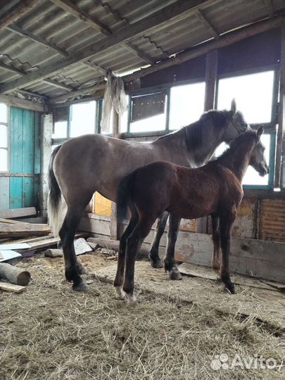 Лошадь кобыла