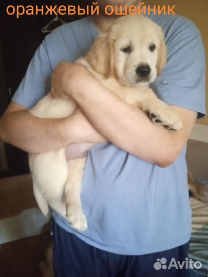 Золотистый Ретривер