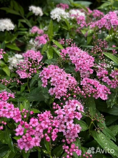 Спирея японская