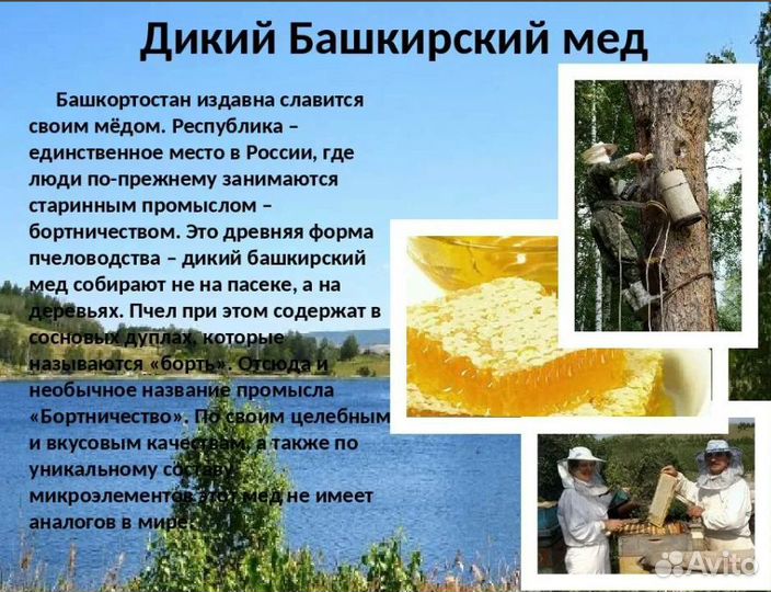 Мед липовый башкирский настоящий 100 процентов