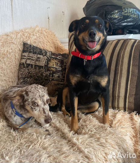 Собака в добрые руки