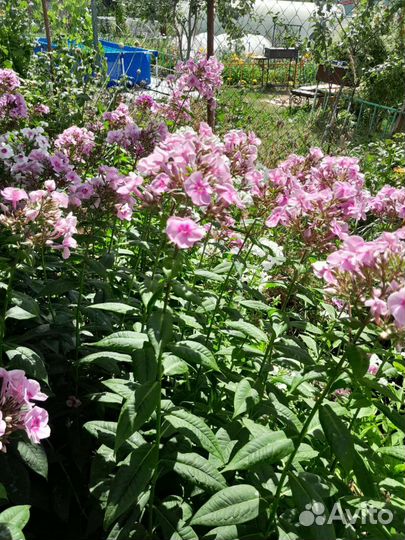 Многолетние садовые цветы