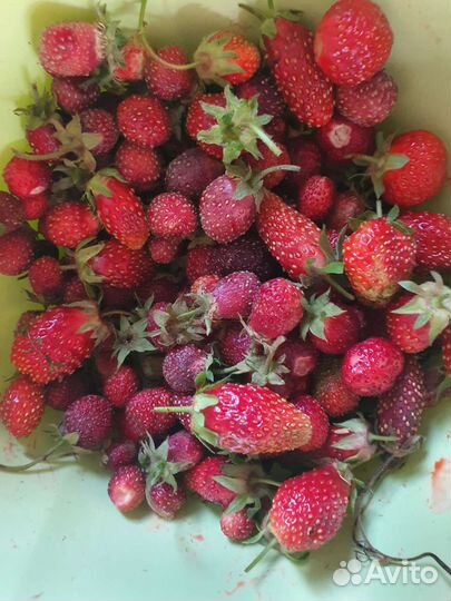 Земляника сахалинская,пенелопа и др сорта