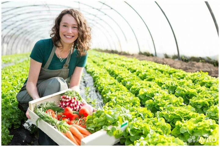 Переборщики овощи/фрукты Дмитров вахта