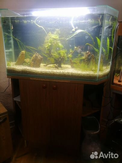 Аквариум