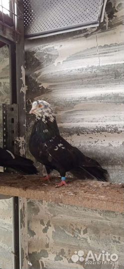 Николаевские голуби