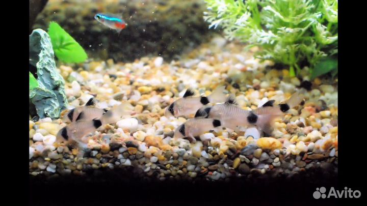 Коридорас Панда (Corydoras Panda)