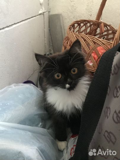 Котята в добрые руки мальчики