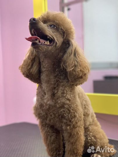 Груминг (стрижка собак и кошек)