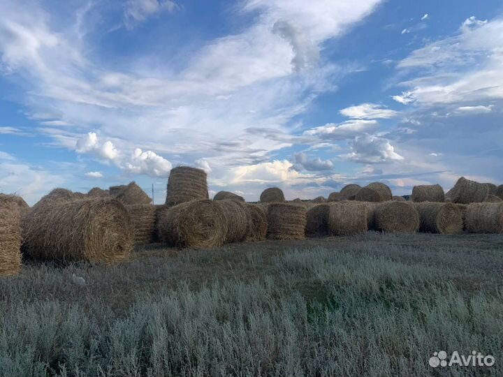 Фотосессия на фоне соломы