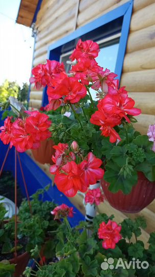 Пеларгония герань