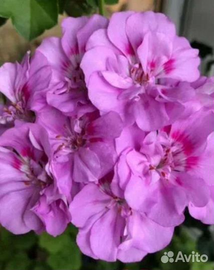 Пеларгония герань