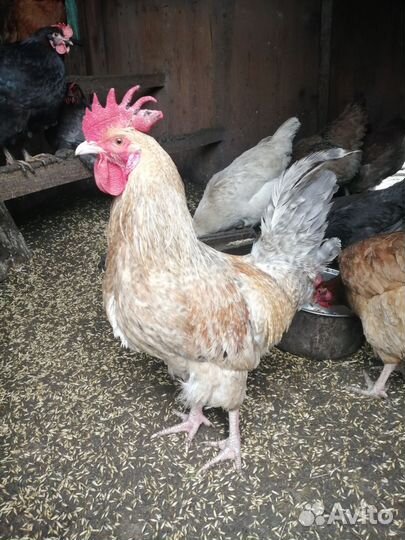 Петухи домашние