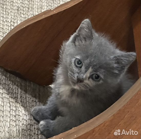 Британские котята