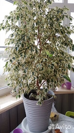 Фикус бенджамина