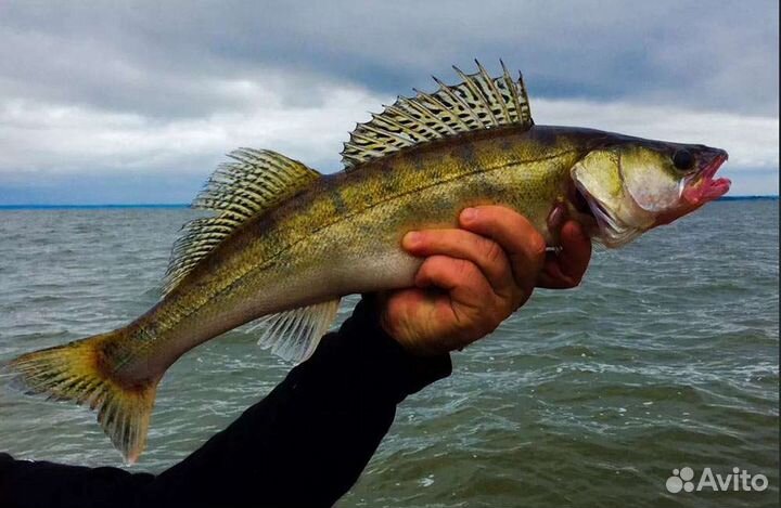 Свежемороженая рыба судак