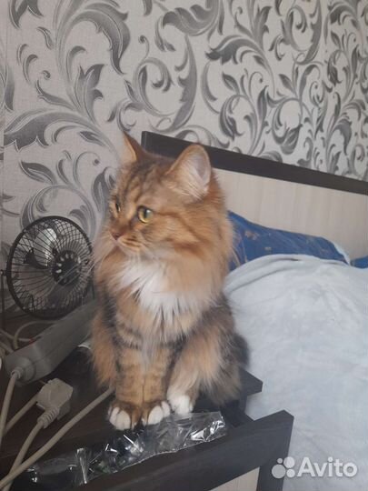 Сибирская кошка бесплатно