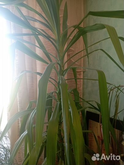 Комнатные цветы большие