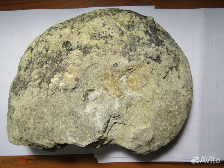 Альбский аммонит. Крым