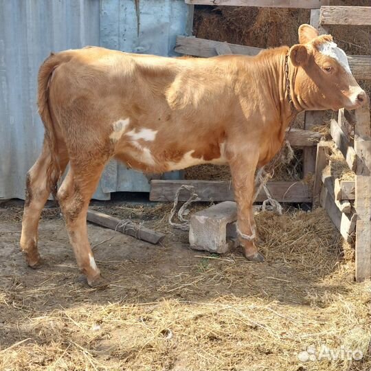 Телка 6 месяцев