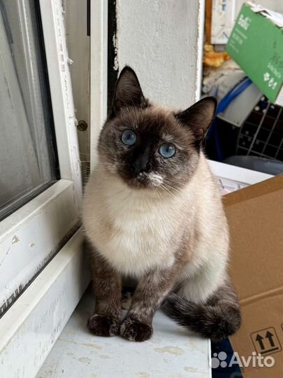 Голубоглаза кошка в добрые руки