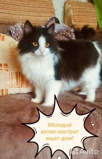 Кошки (коты) в добрые руки
