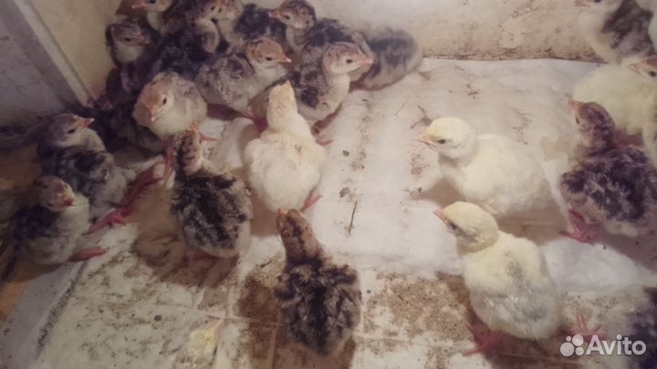 Индюшата домашние