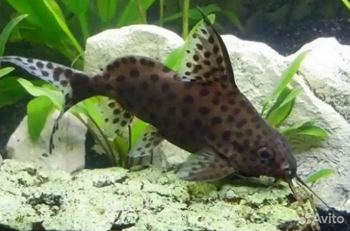 Сом перевертыш