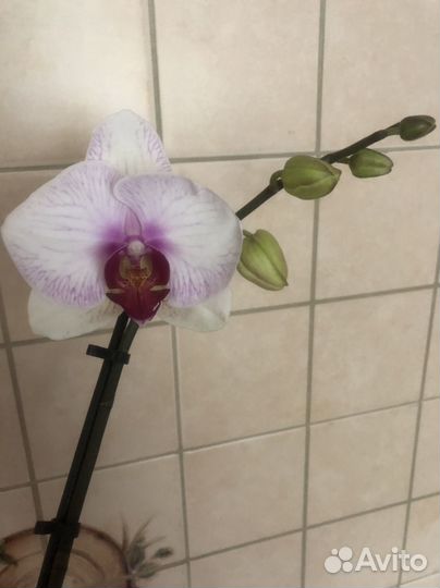 Орхидея